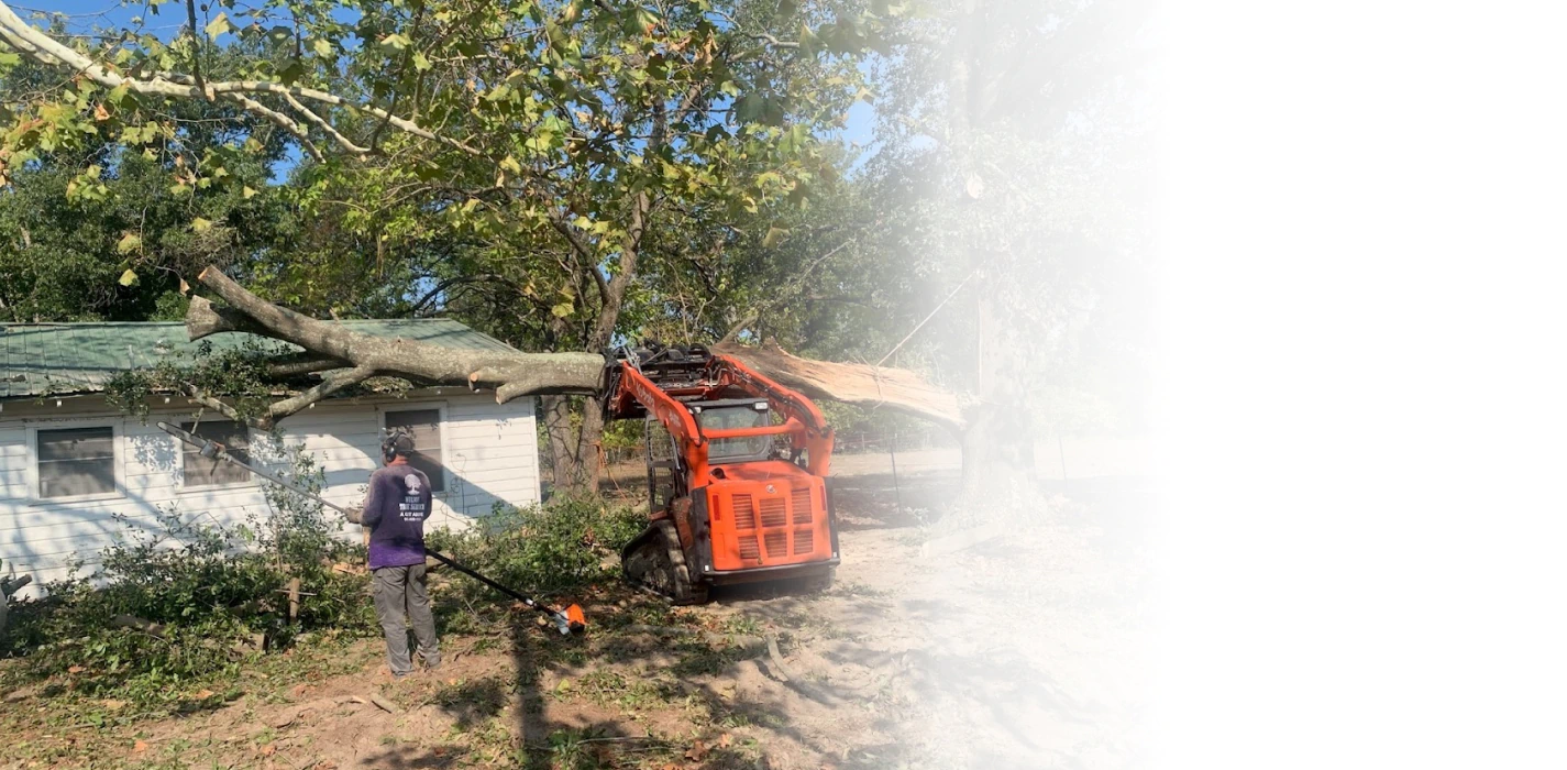 tree removal after a storm