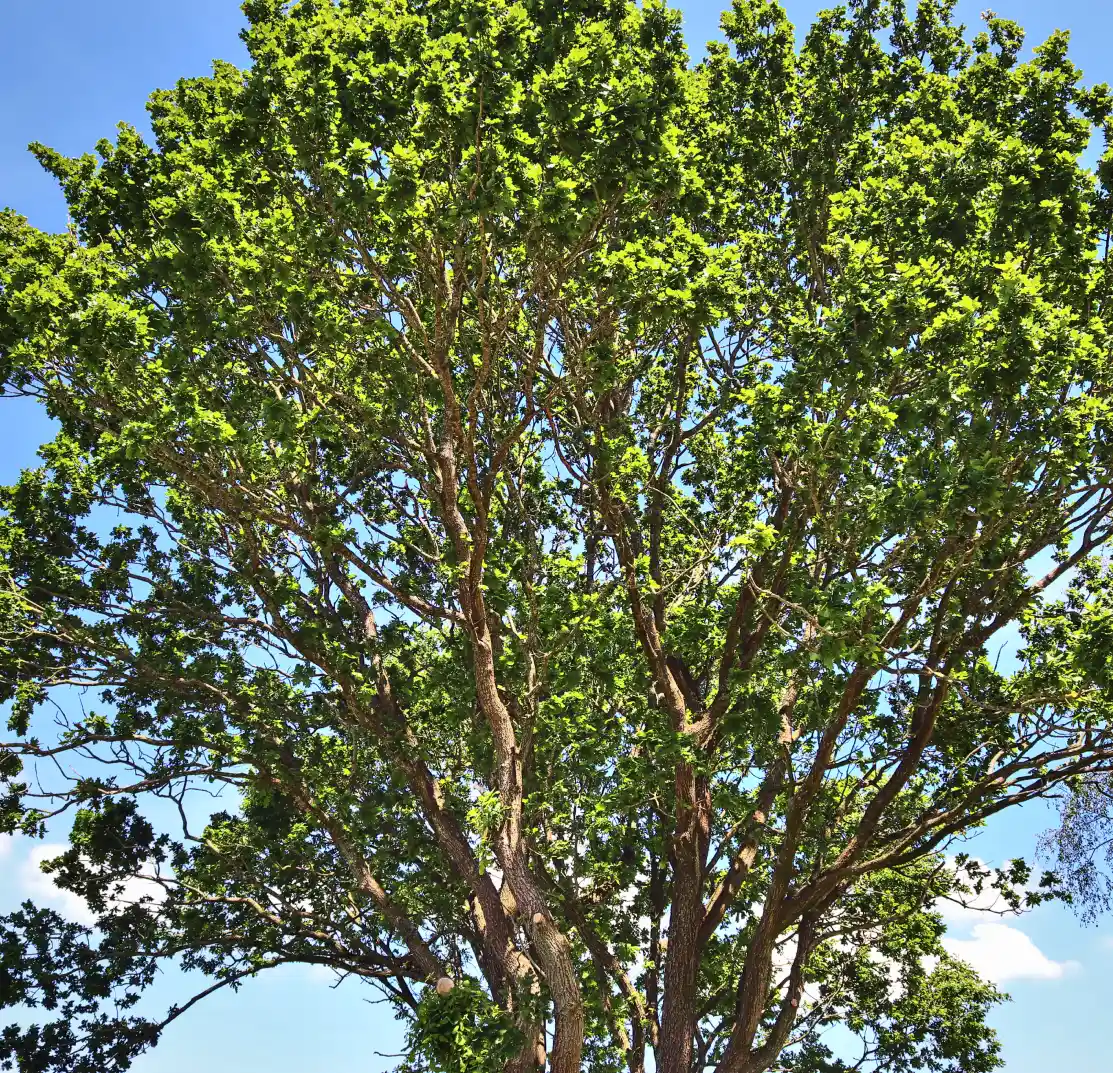Tree Services in Greenville, TX